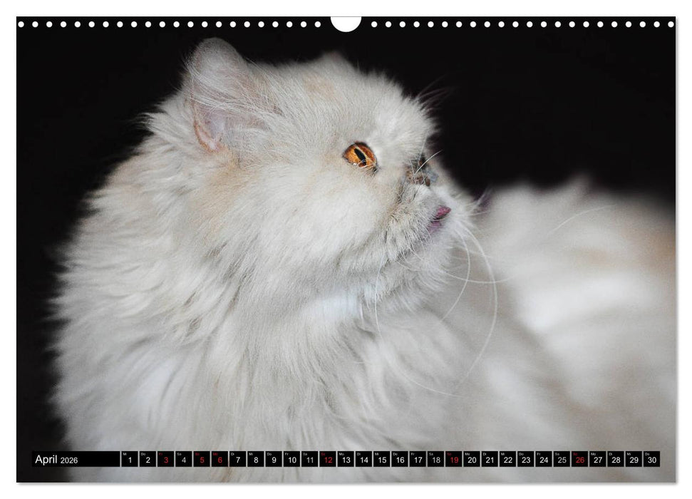 Tierheim - Miezen (CALVENDO Wandkalender 2026)