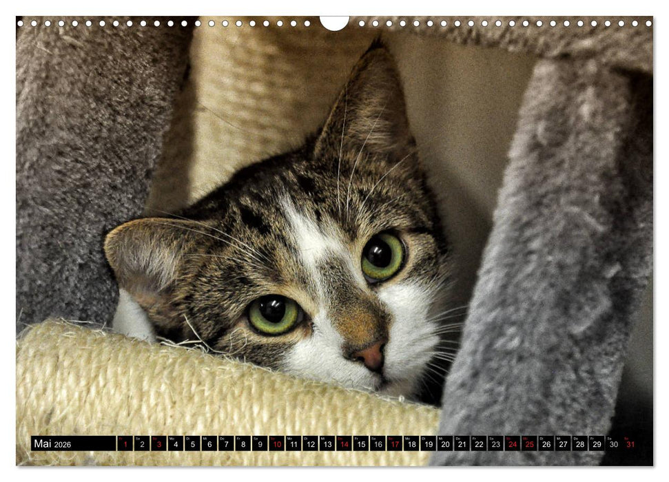 Tierheim - Miezen (CALVENDO Wandkalender 2026)