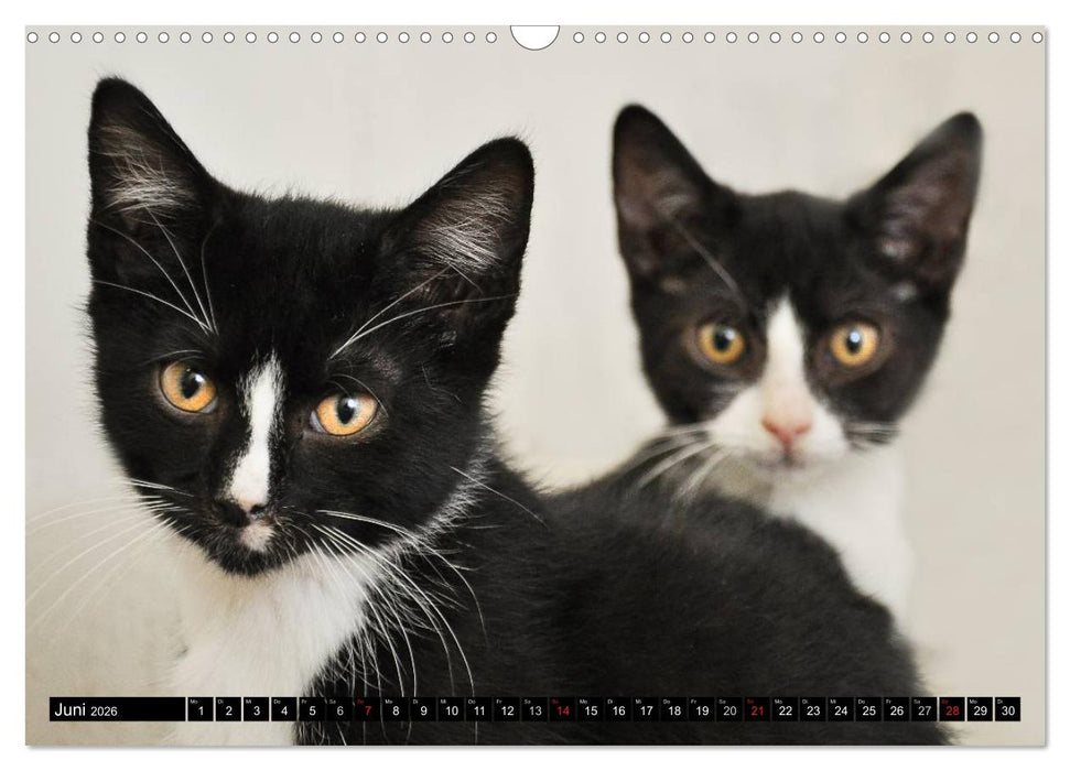 Tierheim - Miezen (CALVENDO Wandkalender 2026)