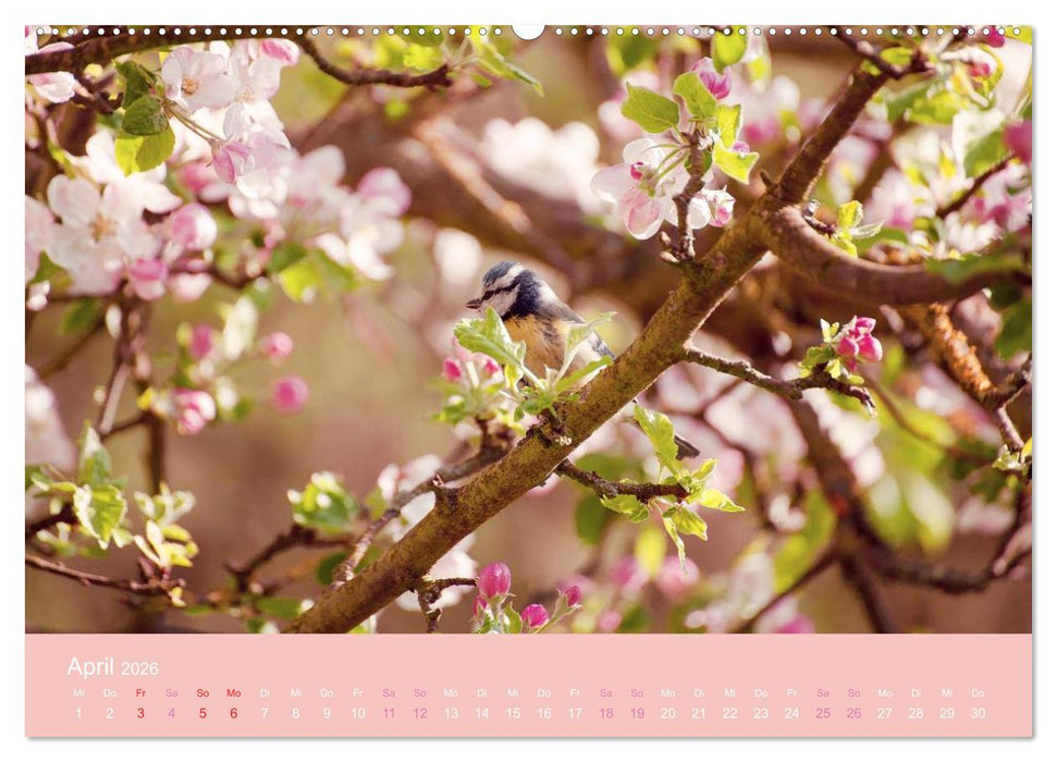 Zeitenwandel - Ein Jahr in der Natur (CALVENDO Wandkalender 2026)