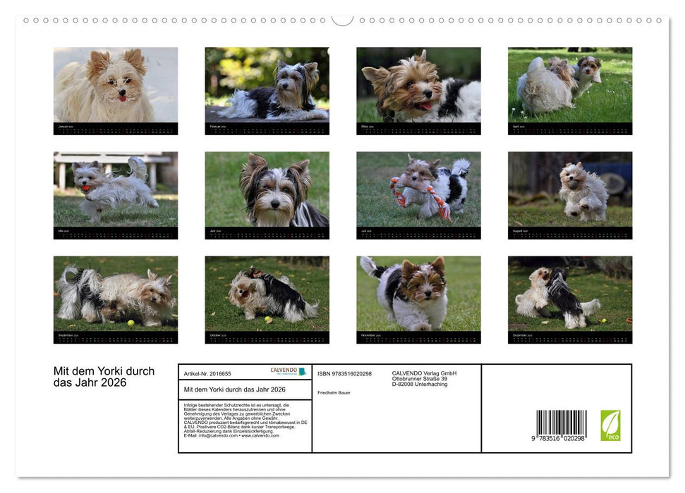 Mit dem Yorki durch das Jahr 2026 (CALVENDO Premium Wandkalender 2026)