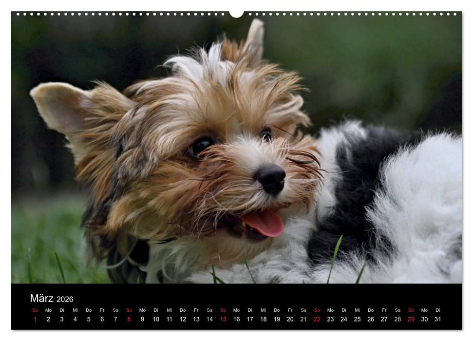 Mit dem Yorki durch das Jahr 2026 (CALVENDO Premium Wandkalender 2026)