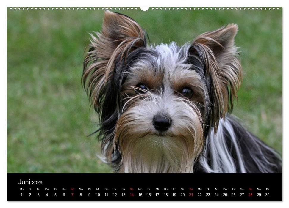 Mit dem Yorki durch das Jahr 2026 (CALVENDO Premium Wandkalender 2026)
