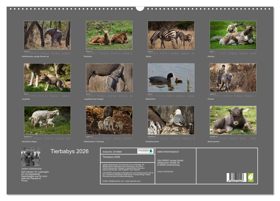 Tierbabys 2026 (CALVENDO Wandkalender 2026)