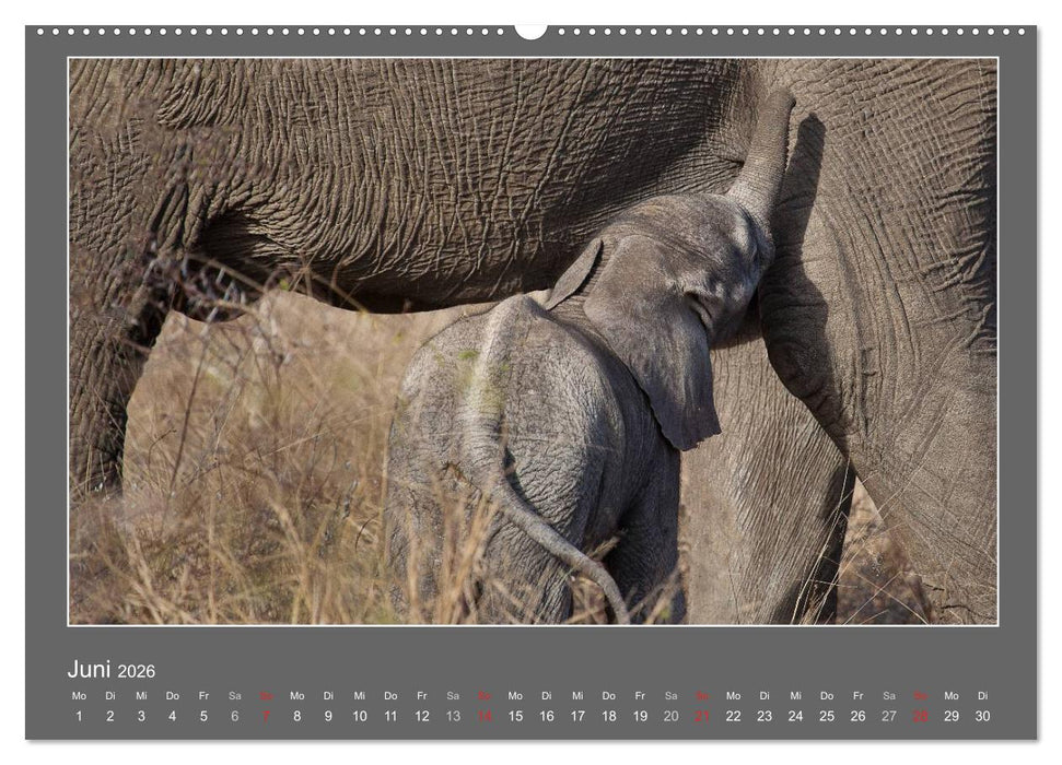 Tierbabys 2026 (CALVENDO Wandkalender 2026)