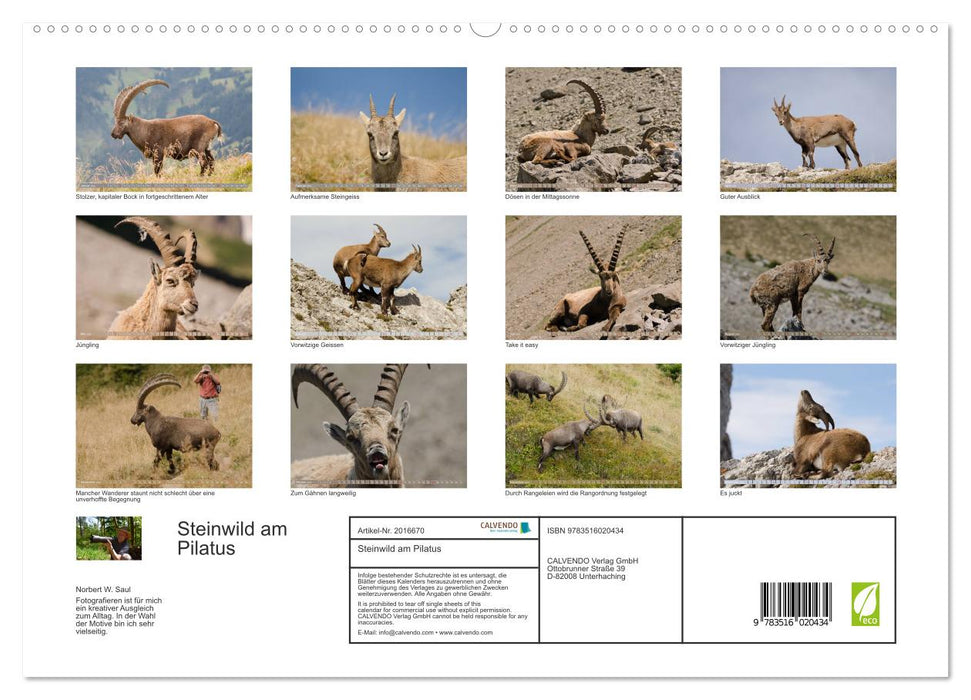 Steinwild am Pilatus (CALVENDO Premium Wandkalender 2026)