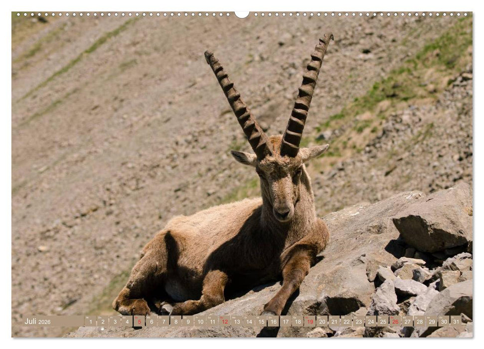 Steinwild am Pilatus (CALVENDO Premium Wandkalender 2026)