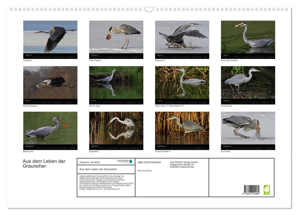Aus dem Leben der Graureiher (CALVENDO Wandkalender 2026)