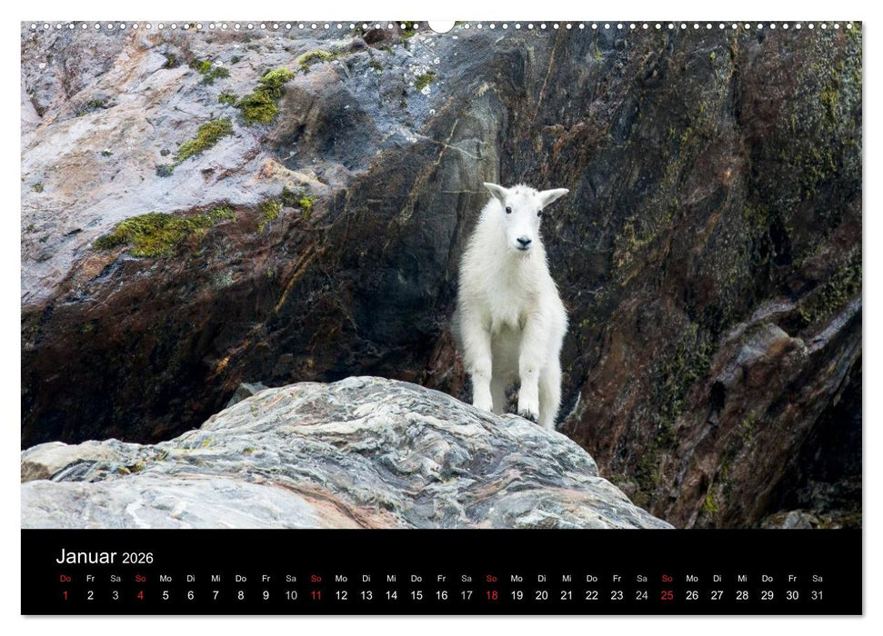 FASZINATION ALASKA Expedition durch die Inside Passage (CALVENDO Premium Wandkalender 2026)