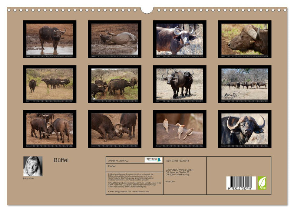 Büffel (CALVENDO Wandkalender 2026)