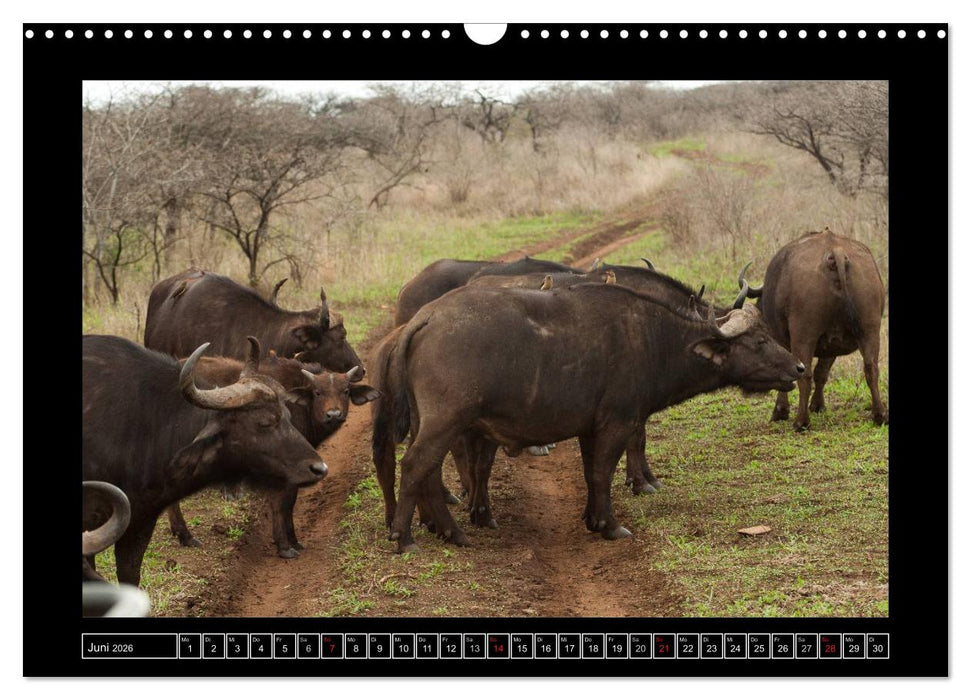 Büffel (CALVENDO Wandkalender 2026)