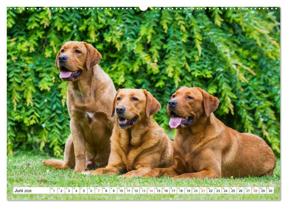 Labrador Retriever - Freunde für´s Leben (CALVENDO Premium Wandkalender 2026)