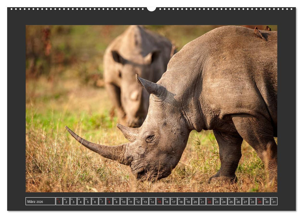 Das Weiße Nashorn (CALVENDO Premium Wandkalender 2026)