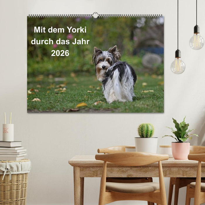 Mit dem Yorki durch das Jahr 2026 (CALVENDO Wandkalender 2026)