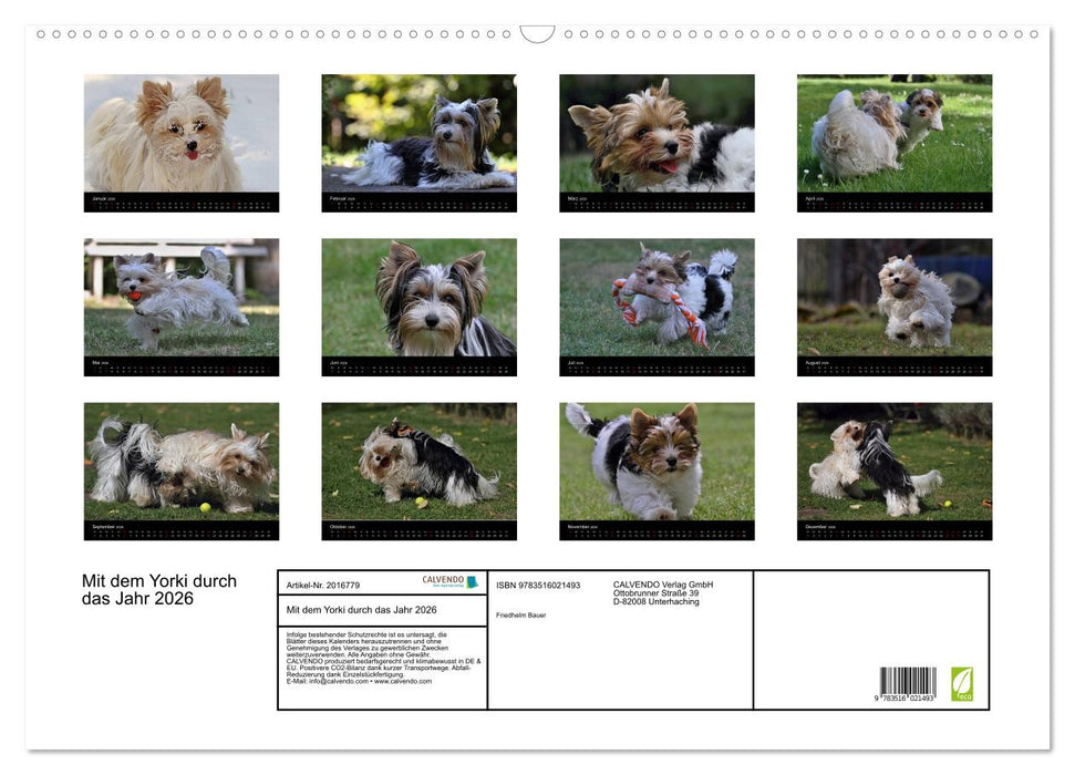 Mit dem Yorki durch das Jahr 2026 (CALVENDO Wandkalender 2026)