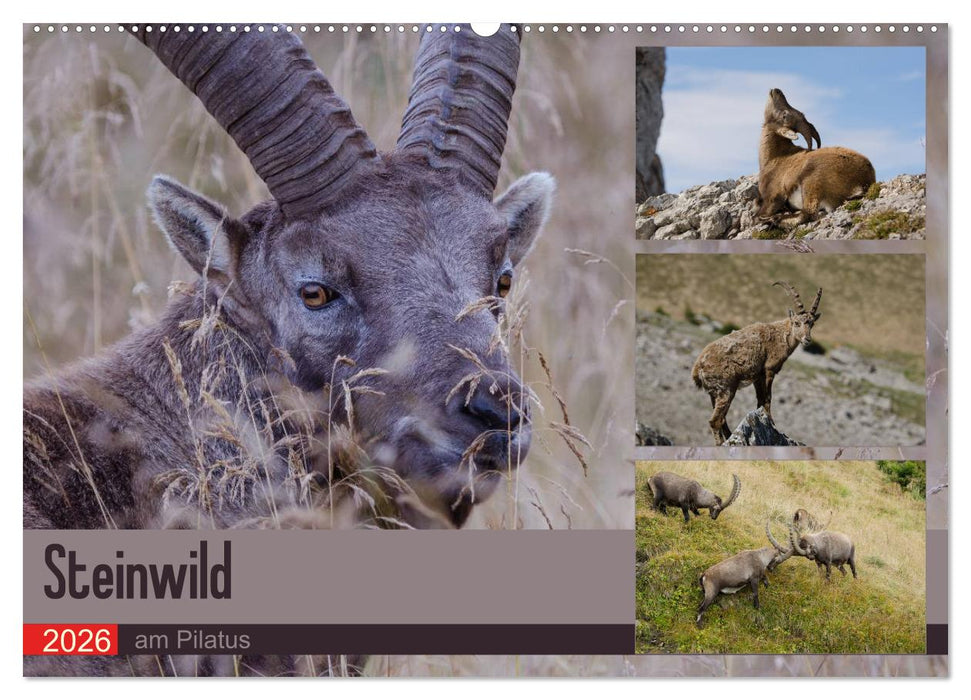 Steinwild am Pilatus (CALVENDO Wandkalender 2026)