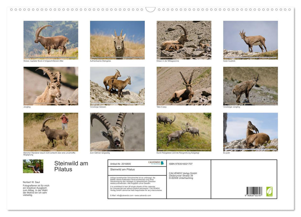 Steinwild am Pilatus (CALVENDO Wandkalender 2026)
