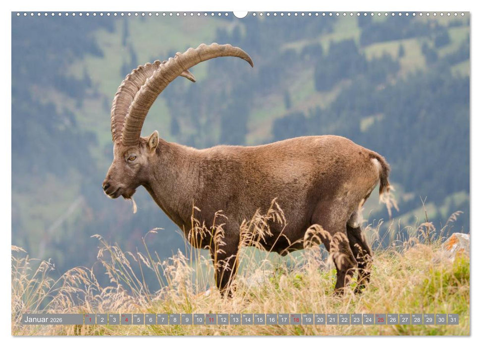 Steinwild am Pilatus (CALVENDO Wandkalender 2026)