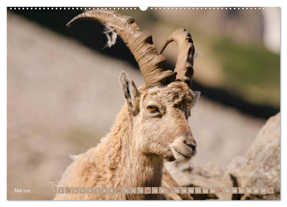 Steinwild am Pilatus (CALVENDO Wandkalender 2026)