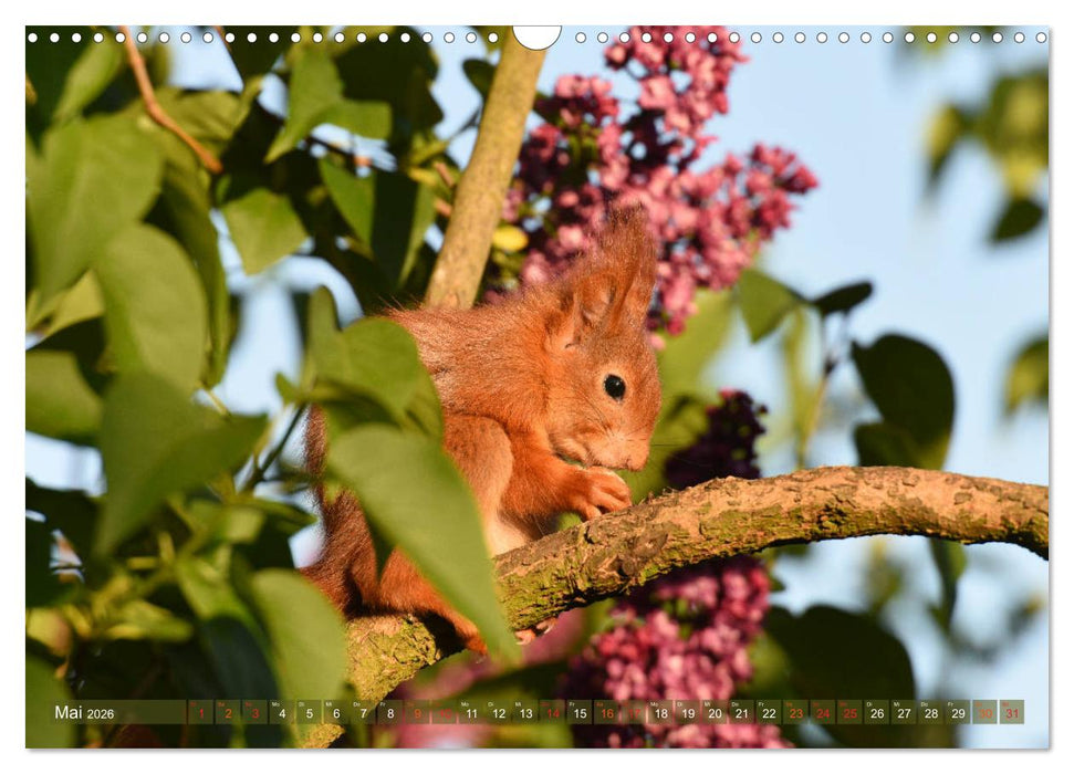 Neuer Spaß mit Eichhörnchen-Kindern (CALVENDO Wandkalender 2026)