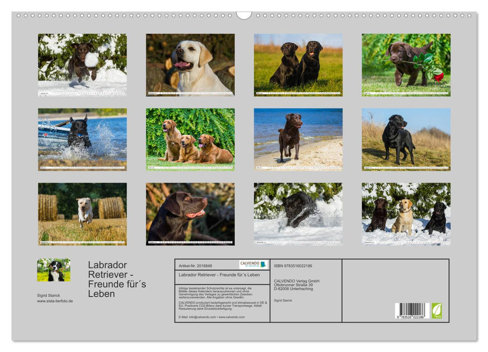 Labrador Retriever - Freunde für´s Leben (CALVENDO Wandkalender 2026)