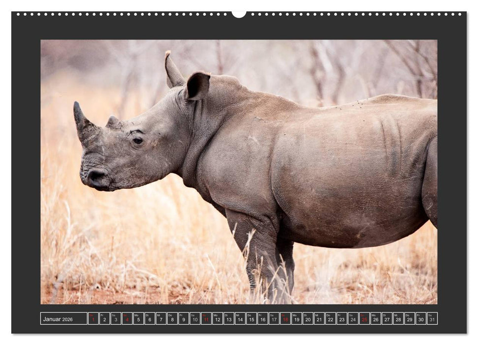 Das Weiße Nashorn (CALVENDO Wandkalender 2026)