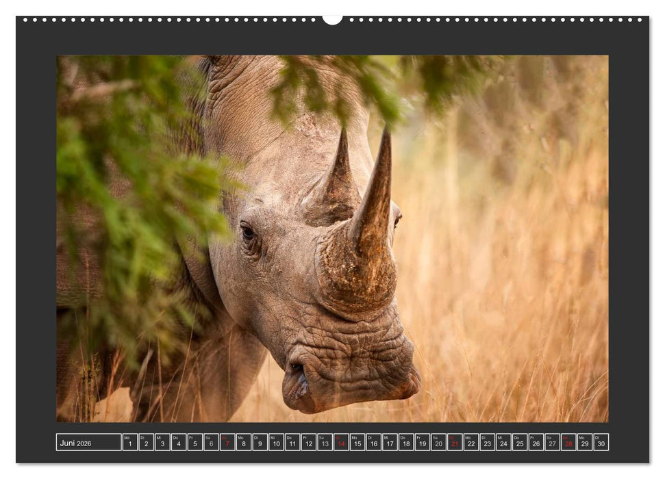 Das Weiße Nashorn (CALVENDO Wandkalender 2026)