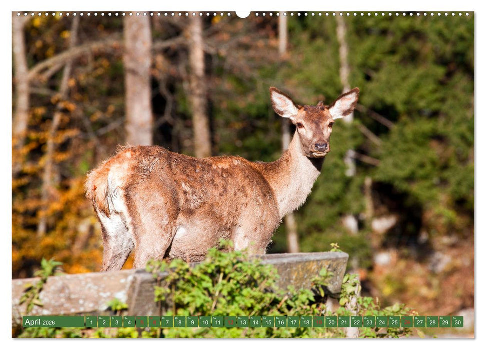 Waidmannsheil und Waidmannsdank (CALVENDO Premium Wandkalender 2026)
