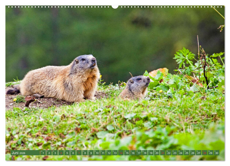 Waidmannsheil und Waidmannsdank (CALVENDO Premium Wandkalender 2026)