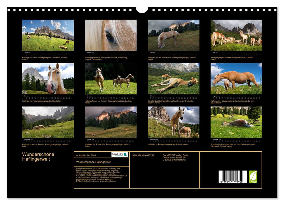 Wunderschöne Haflingerwelt (CALVENDO Wandkalender 2026)