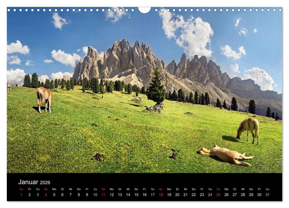 Wunderschöne Haflingerwelt (CALVENDO Wandkalender 2026)