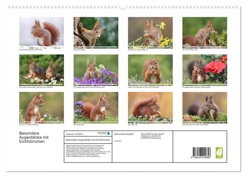 Besondere Augenblicke mit Eichhörnchen (CALVENDO Premium Wandkalender 2026)