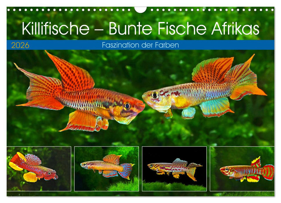 Killifische – Bunte Fische Afrikas (CALVENDO Wandkalender 2026)