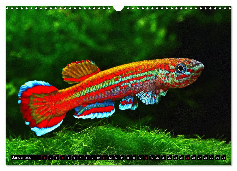 Killifische – Bunte Fische Afrikas (CALVENDO Wandkalender 2026)
