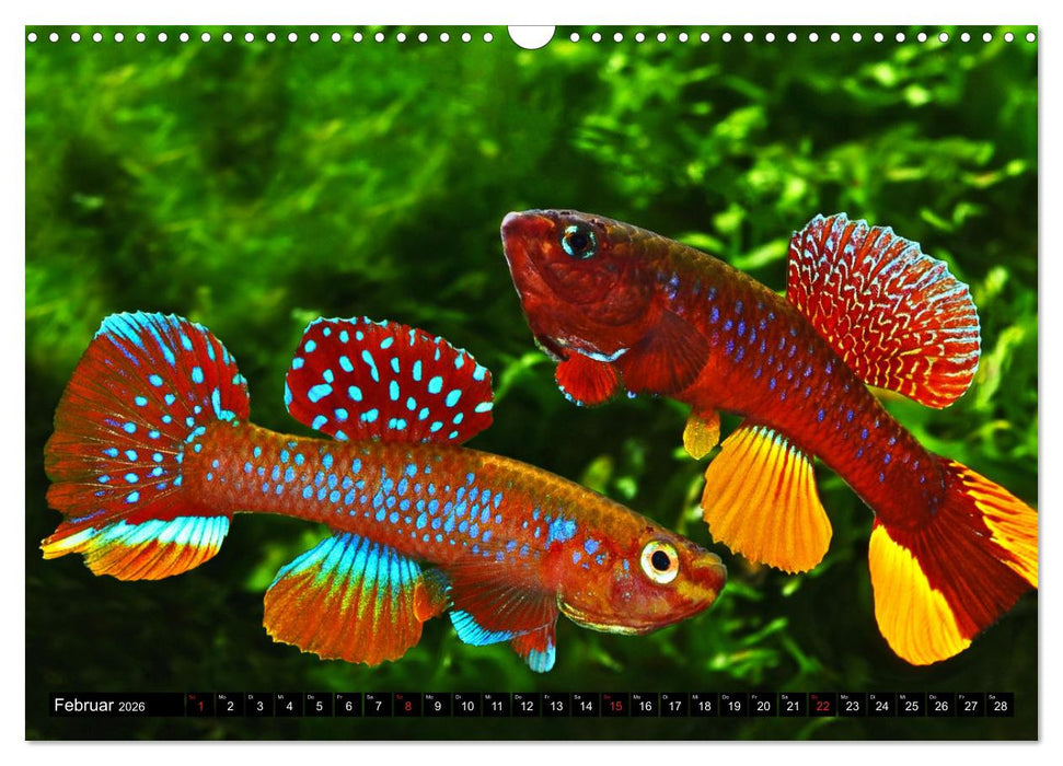 Killifische – Bunte Fische Afrikas (CALVENDO Wandkalender 2026)