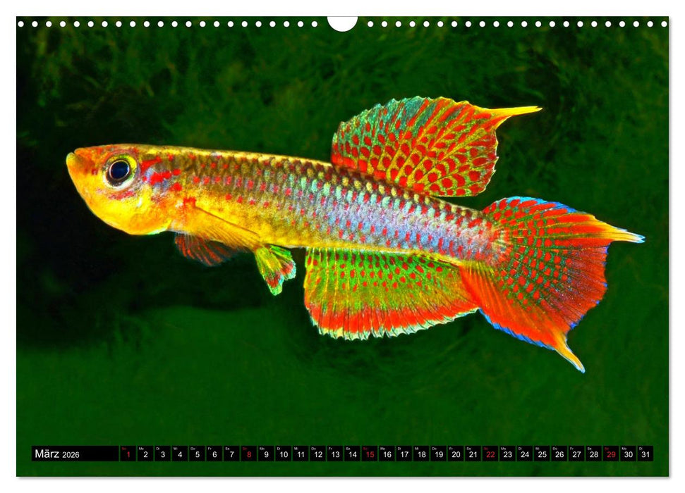 Killifische – Bunte Fische Afrikas (CALVENDO Wandkalender 2026)