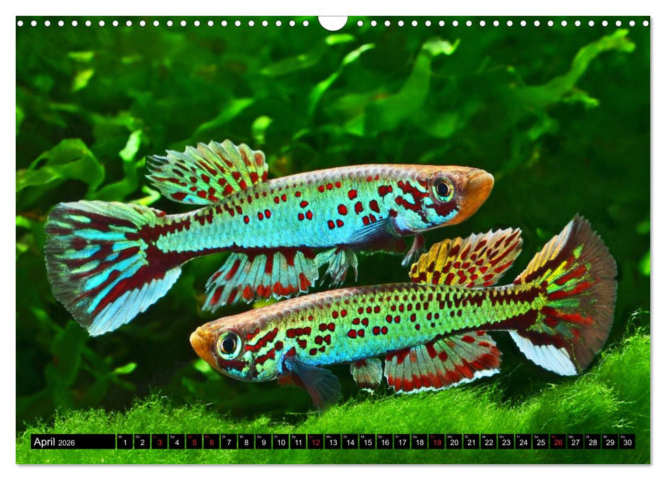 Killifische – Bunte Fische Afrikas (CALVENDO Wandkalender 2026)