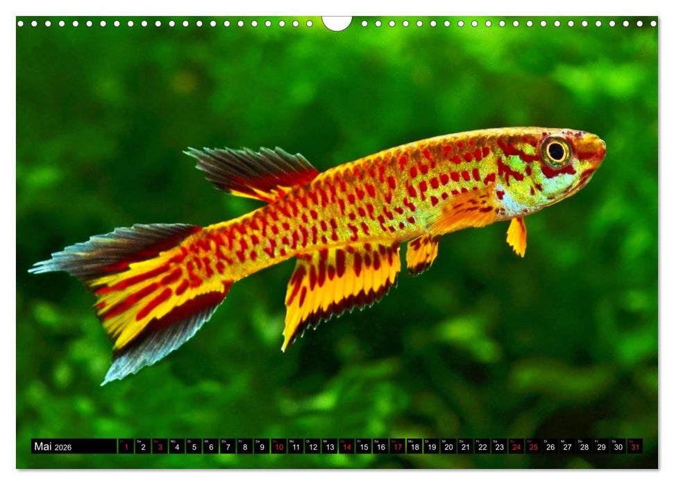 Killifische – Bunte Fische Afrikas (CALVENDO Wandkalender 2026)
