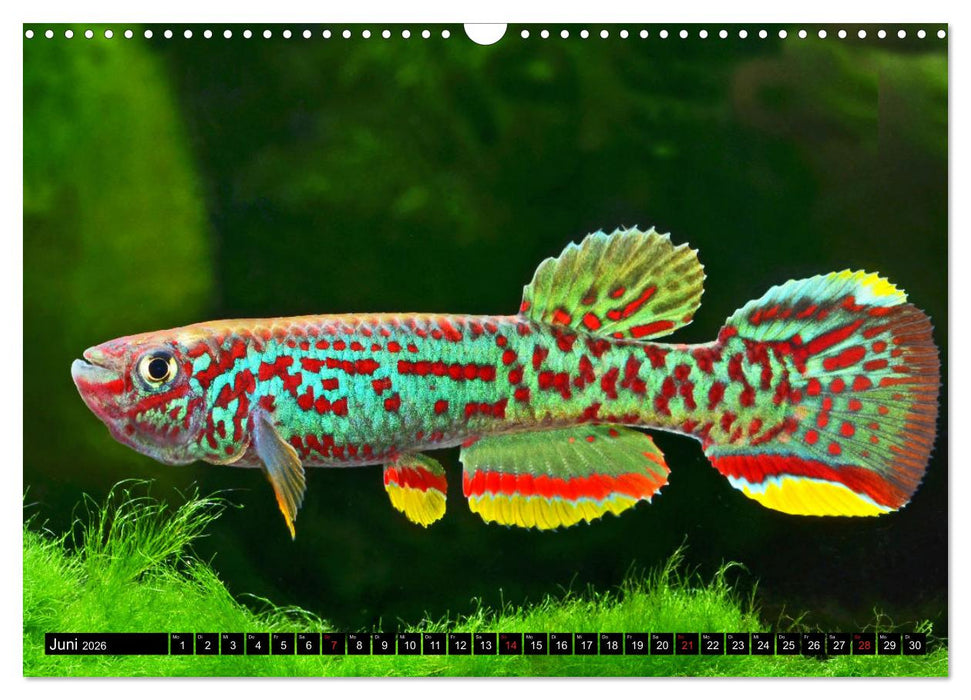 Killifische – Bunte Fische Afrikas (CALVENDO Wandkalender 2026)
