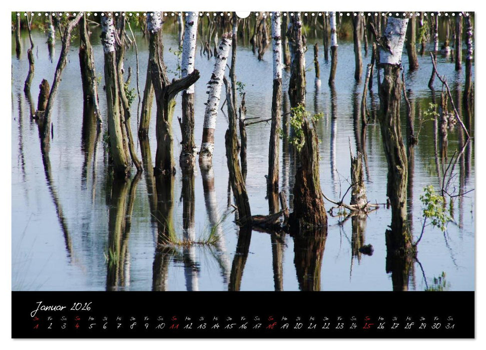 Im Goldenstedter Moor (CALVENDO Premium Wandkalender 2026)