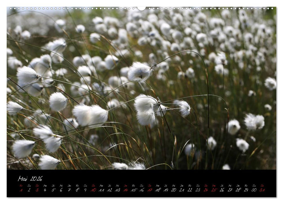 Im Goldenstedter Moor (CALVENDO Premium Wandkalender 2026)