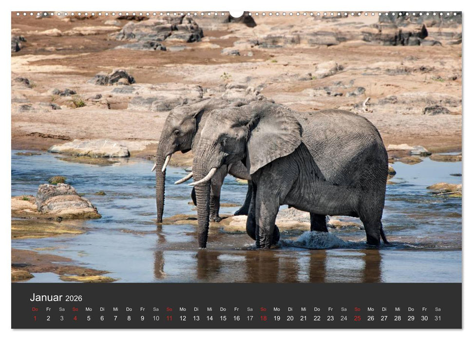 Elefanten - Graue Riesen (CALVENDO Premium Wandkalender 2026)