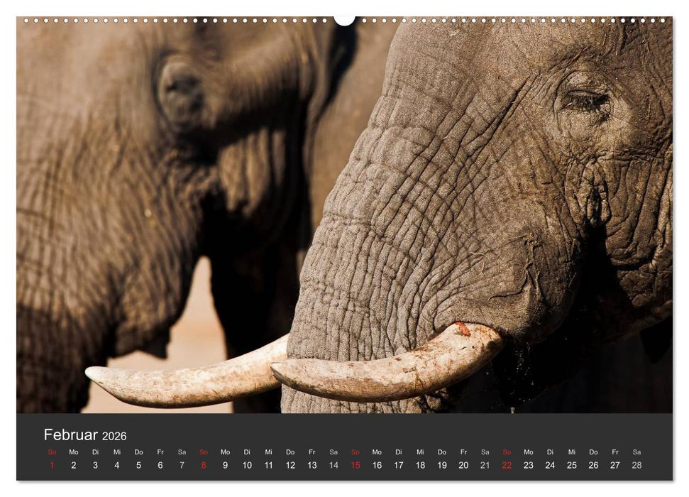Elefanten - Graue Riesen (CALVENDO Premium Wandkalender 2026)