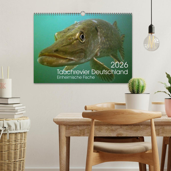 Tauchrevier Deutschland (CALVENDO Wandkalender 2026)