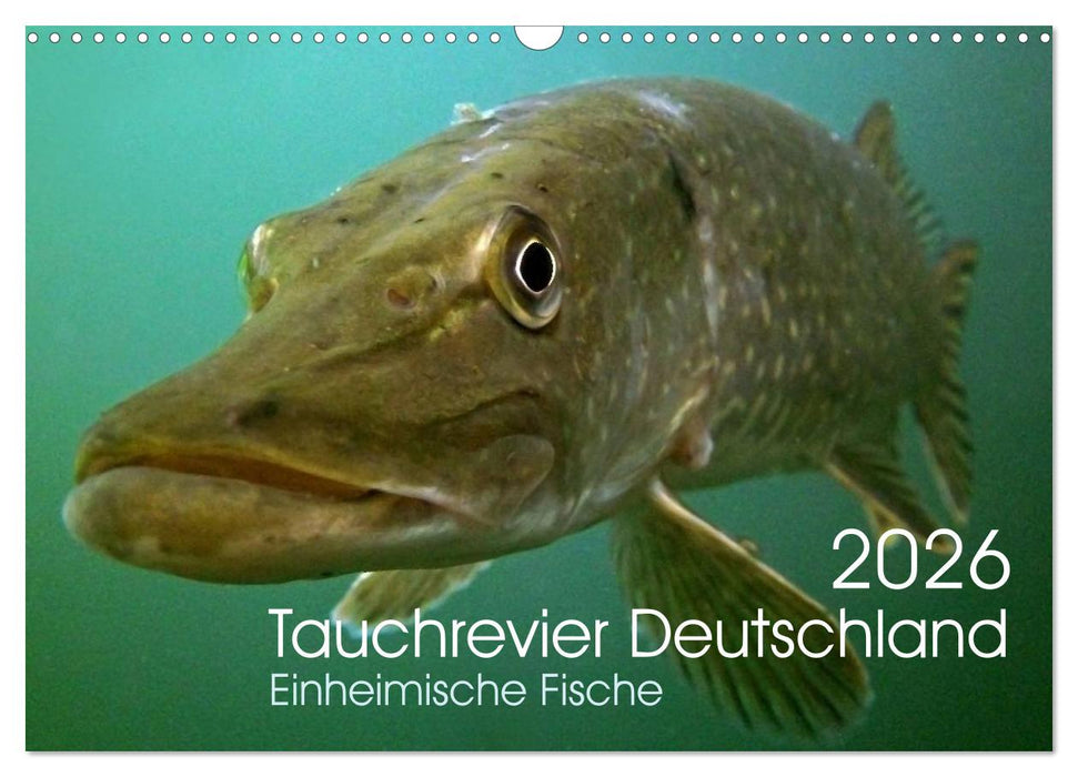 Tauchrevier Deutschland (CALVENDO Wandkalender 2026)