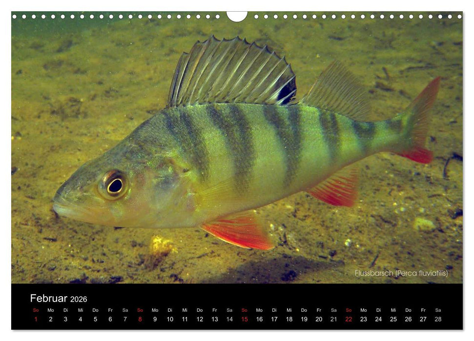 Tauchrevier Deutschland (CALVENDO Wandkalender 2026)