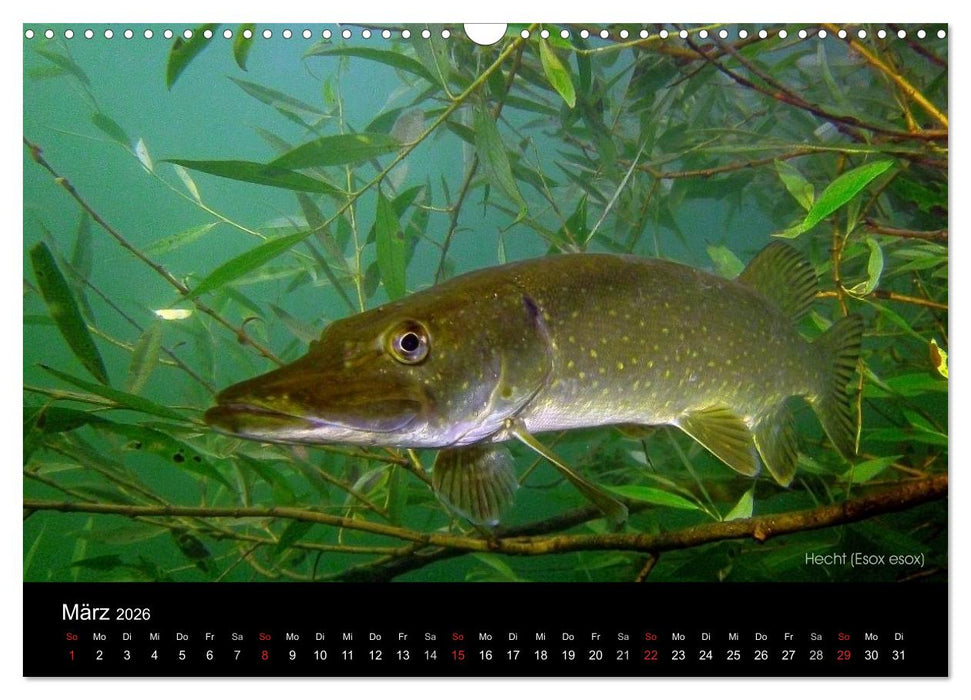 Tauchrevier Deutschland (CALVENDO Wandkalender 2026)