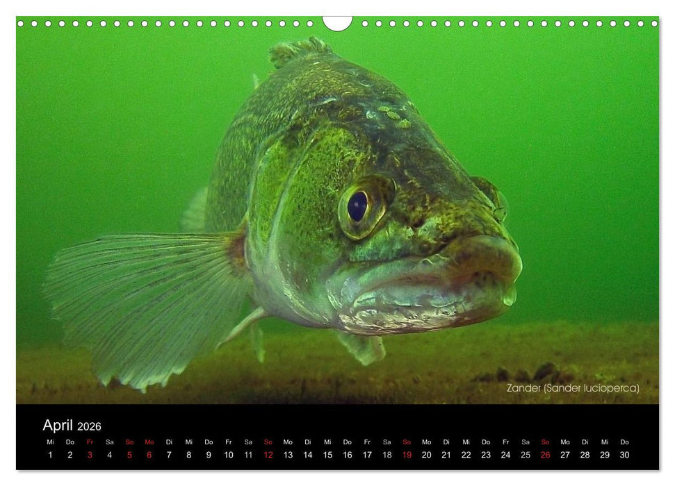 Tauchrevier Deutschland (CALVENDO Wandkalender 2026)