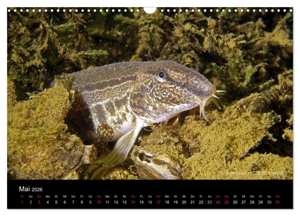 Tauchrevier Deutschland (CALVENDO Wandkalender 2026)