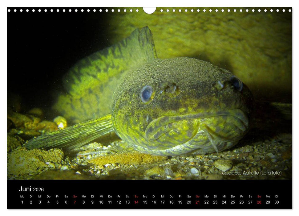 Tauchrevier Deutschland (CALVENDO Wandkalender 2026)